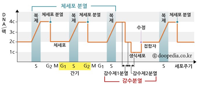 세포주기.jpg