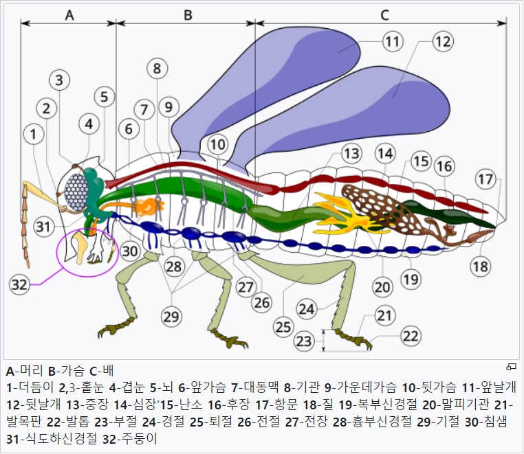 곤충의 구조.jpg