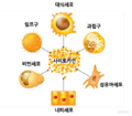 2024년 12월 12일 (목) 11:27 판의 섬네일