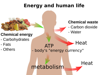 diagram showing human energy process from food input to heat and waste output