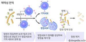 체액성 면역.jpg