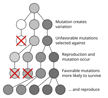 diagram showing Natural selection favoring predominance of surviving mutation