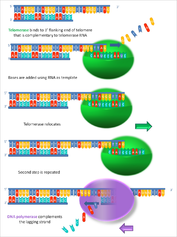 Working principle of telomerase.png