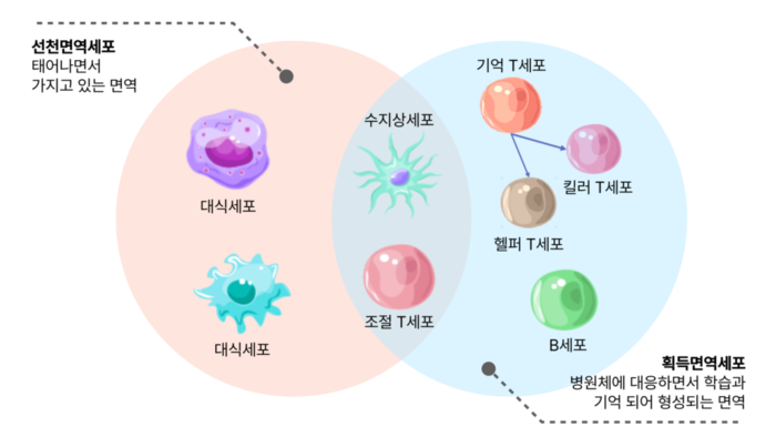 면역세포-분류.png