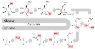 Schematic diagram of the glycolytic metabolic pathway starting with glucose and ending with pyruvate via several intermediate chemicals. Each step in the pathway is catalyzed by a unique enzyme.