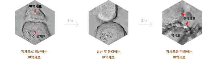 면역세포(NK Cell)의 작용.jpg