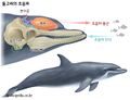 2024년 11월 5일 (화) 10:43 판의 섬네일