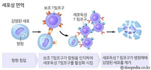 세포성 면역.jpg