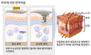 피부에 의한 면역작용.jpg