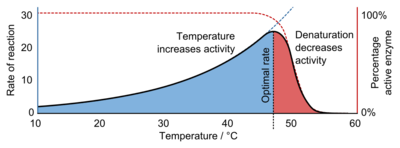 A graph showing that reaction rate increases exponentially with temperature until denaturation causes it to decrease again.