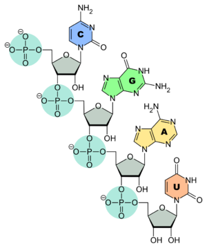 RNA-Nucleobases.svg.png